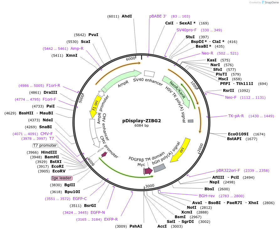169458-plasmid-map-sequence-id-345094
