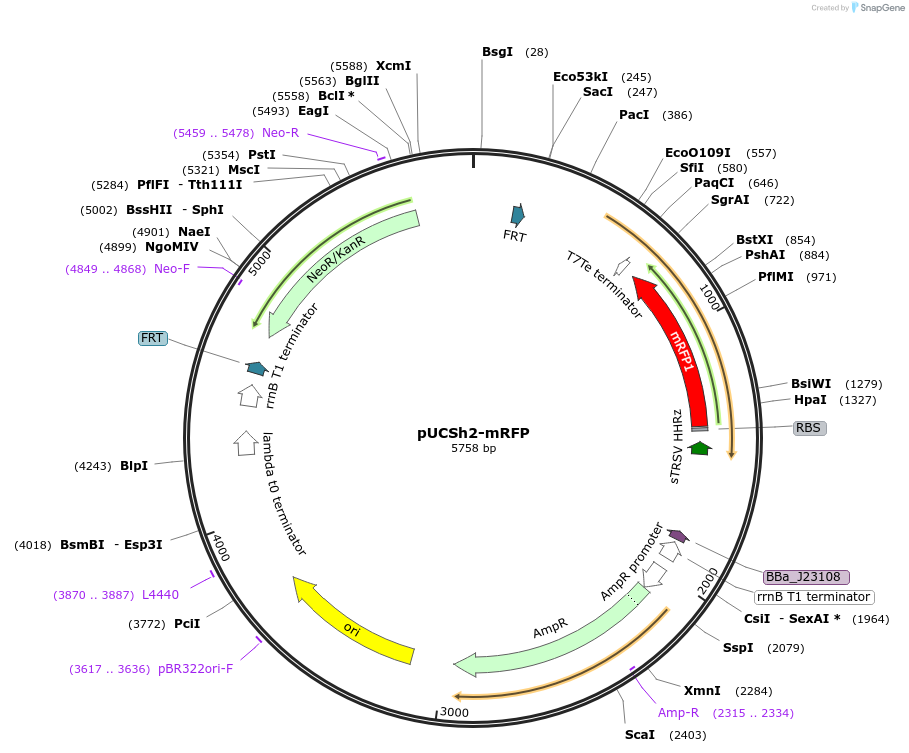 170982-plasmid-map-sequence-id-345095