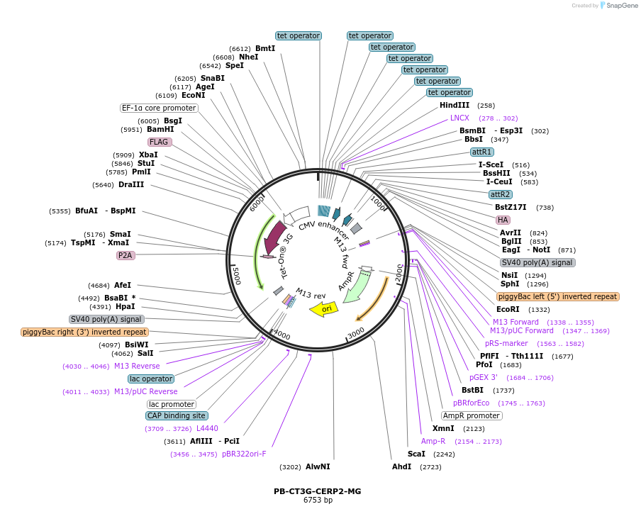 175503-plasmid-map-sequence-id-345096
