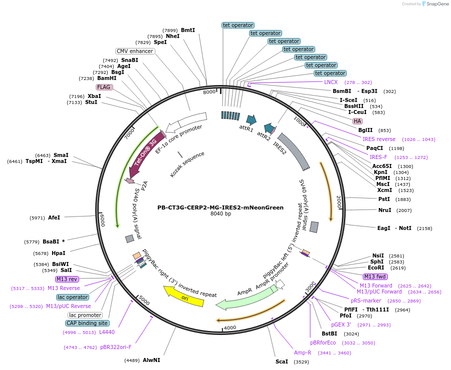 175508-plasmid-map-sequence-id-345097