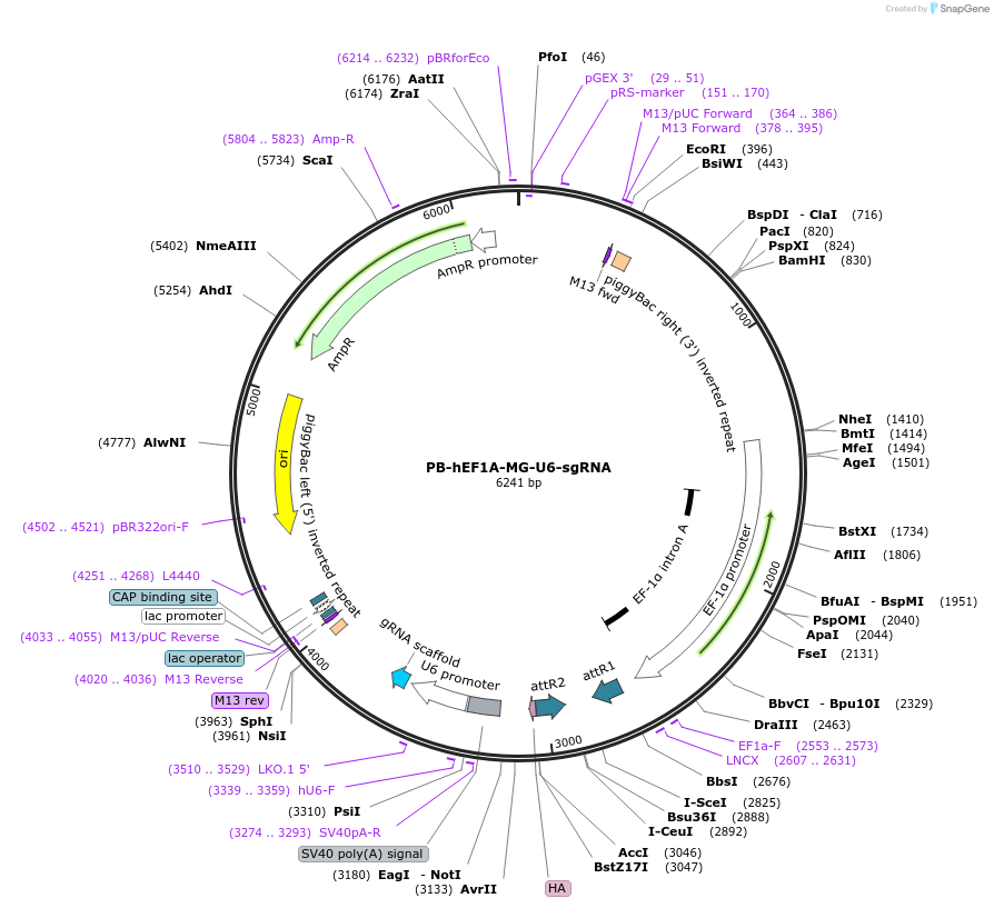 175505-plasmid-map-sequence-id-345098
