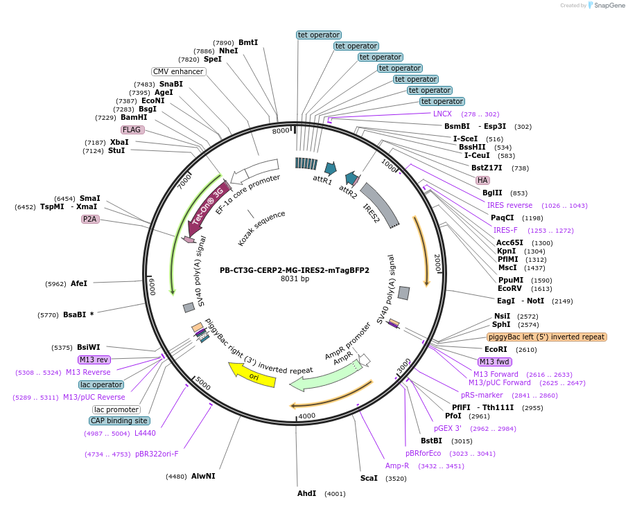 175509-plasmid-map-sequence-id-345099