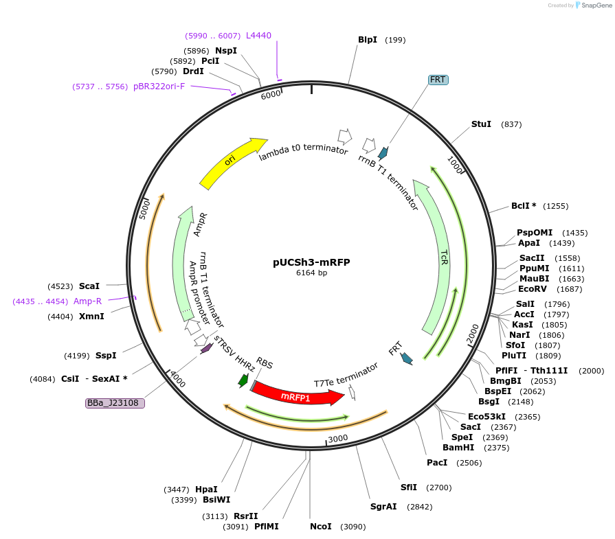 170983-plasmid-map-sequence-id-345112