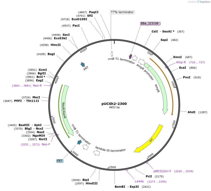 170984-plasmid-map-sequence-id-345120