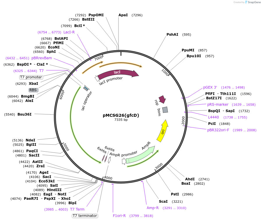 176198-plasmid-map-sequence-id-345150