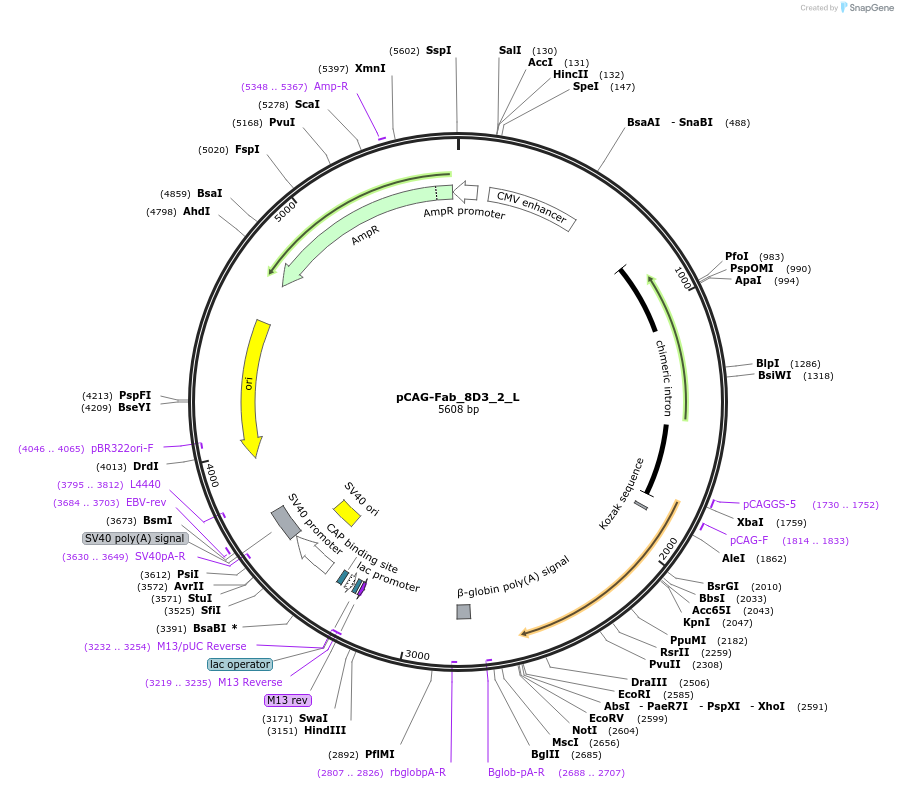 176076-plasmid-map-sequence-id-345151