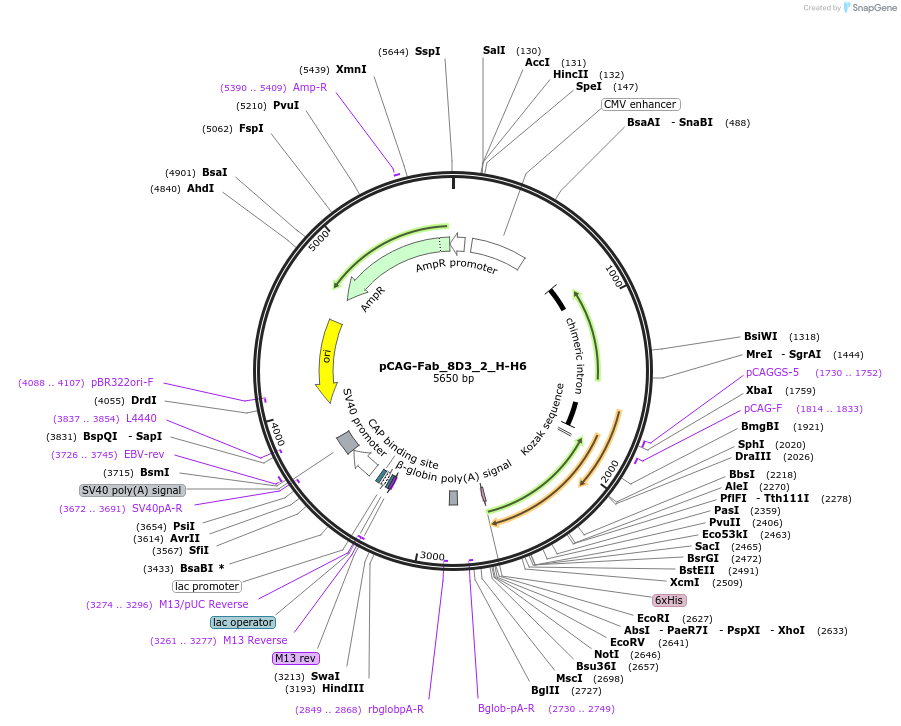 176075-plasmid-map-sequence-id-345152