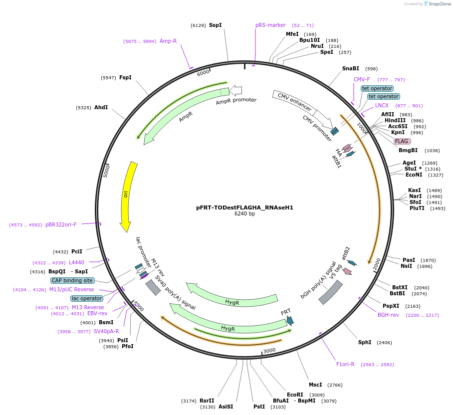 65782-plasmid-map-sequence-id-345165