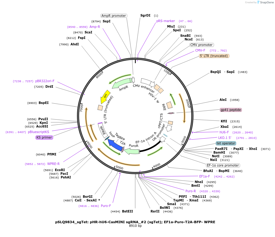 176273-plasmid-map-sequence-id-345190