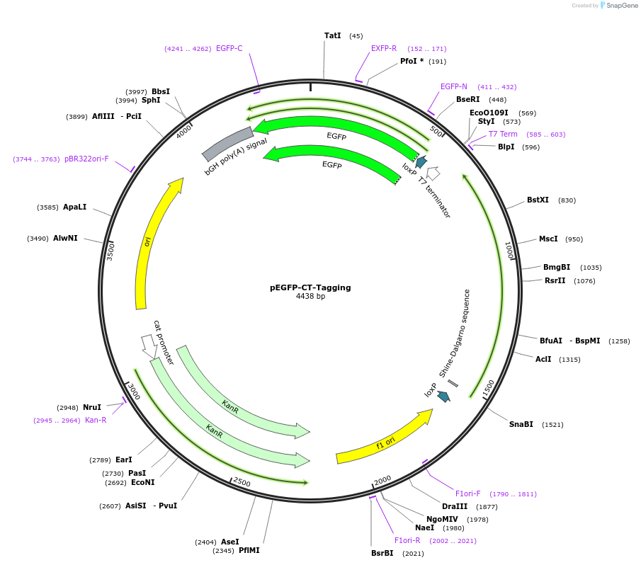 165871-plasmid-map-sequence-id-345191