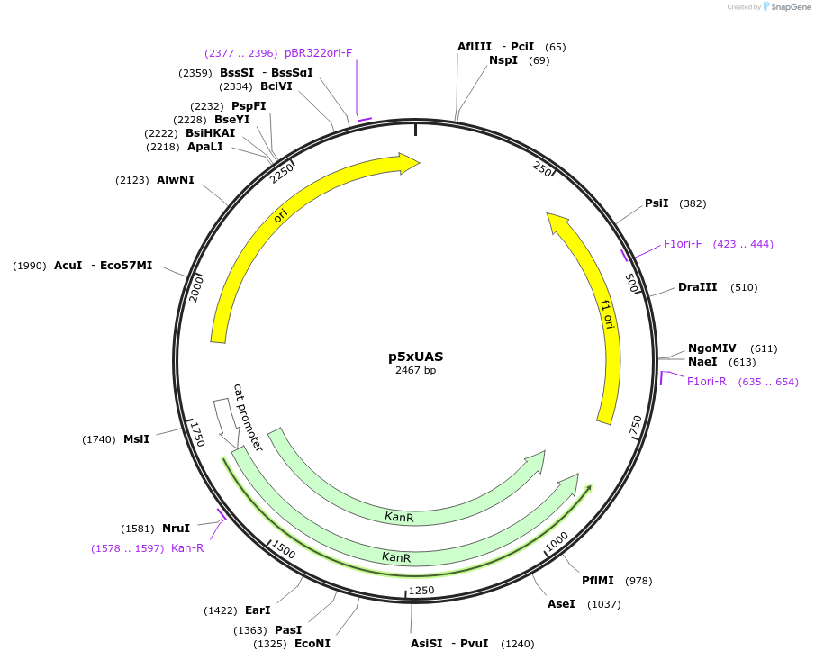 165891-plasmid-map-sequence-id-345192