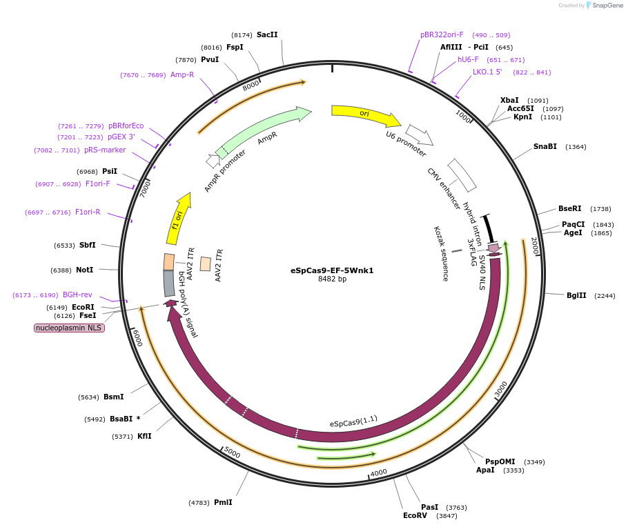 174874-plasmid-map-sequence-id-345205
