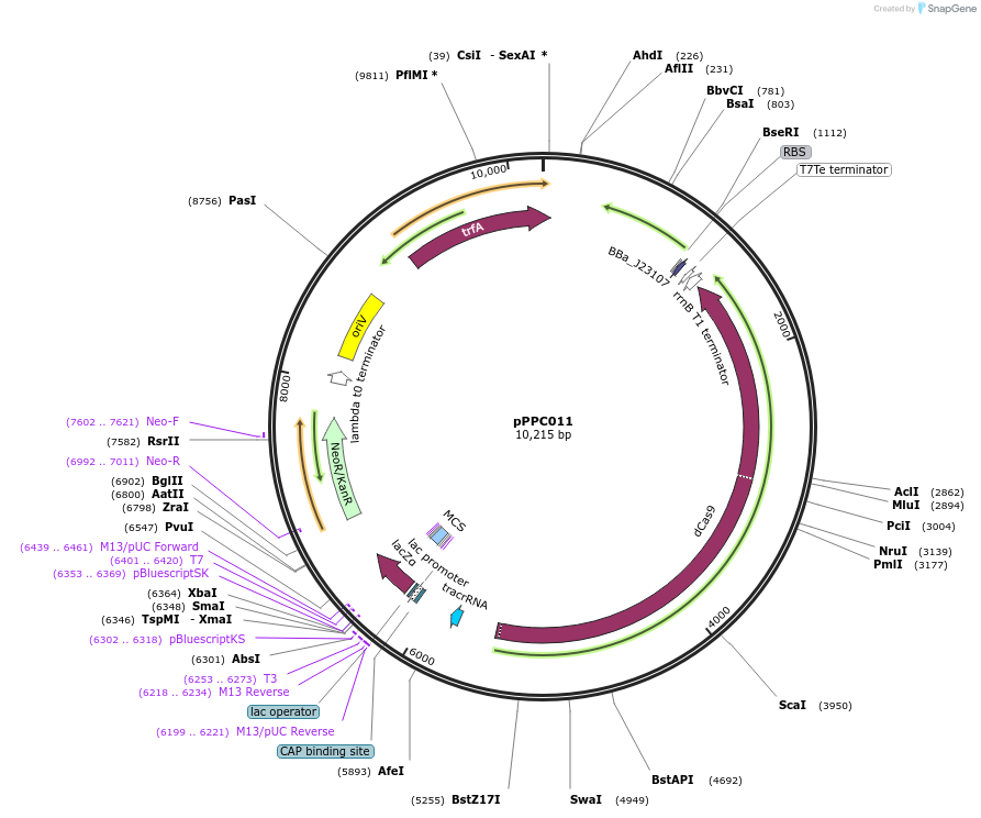 171143-plasmid-map-sequence-id-345216