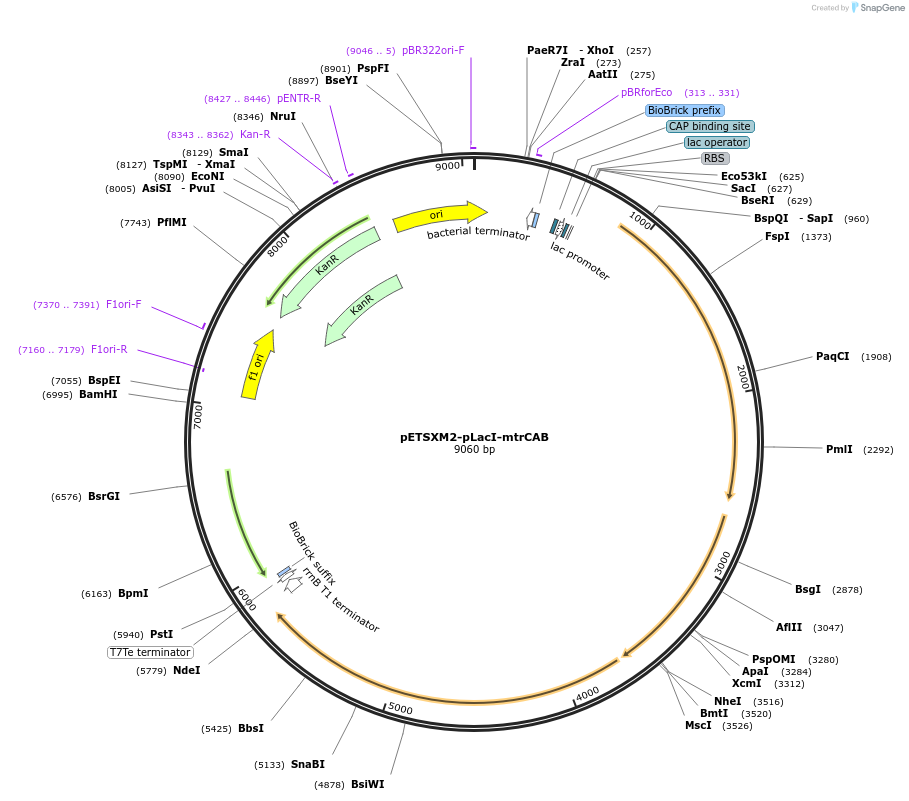 174618-plasmid-map-sequence-id-345220