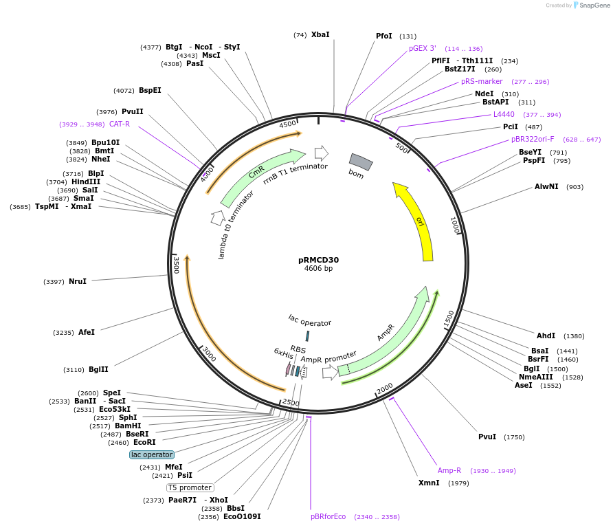 173033-plasmid-map-sequence-id-345221