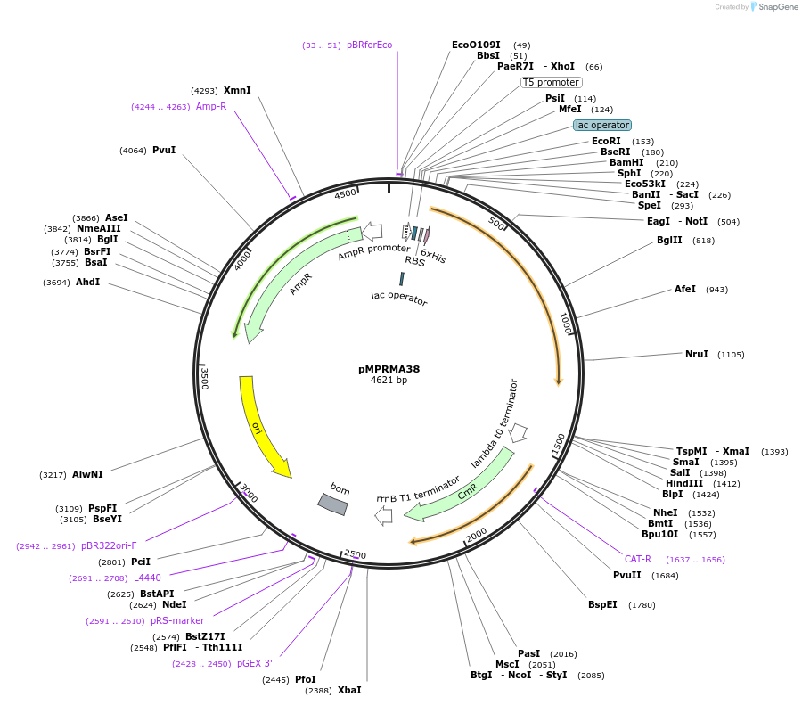172937-plasmid-map-sequence-id-345223