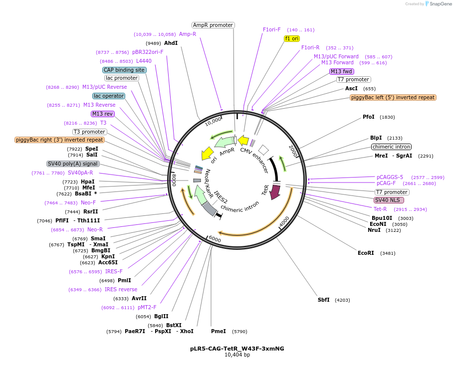 174880-plasmid-map-sequence-id-345225