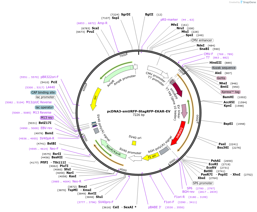 173019-plasmid-map-sequence-id-345234
