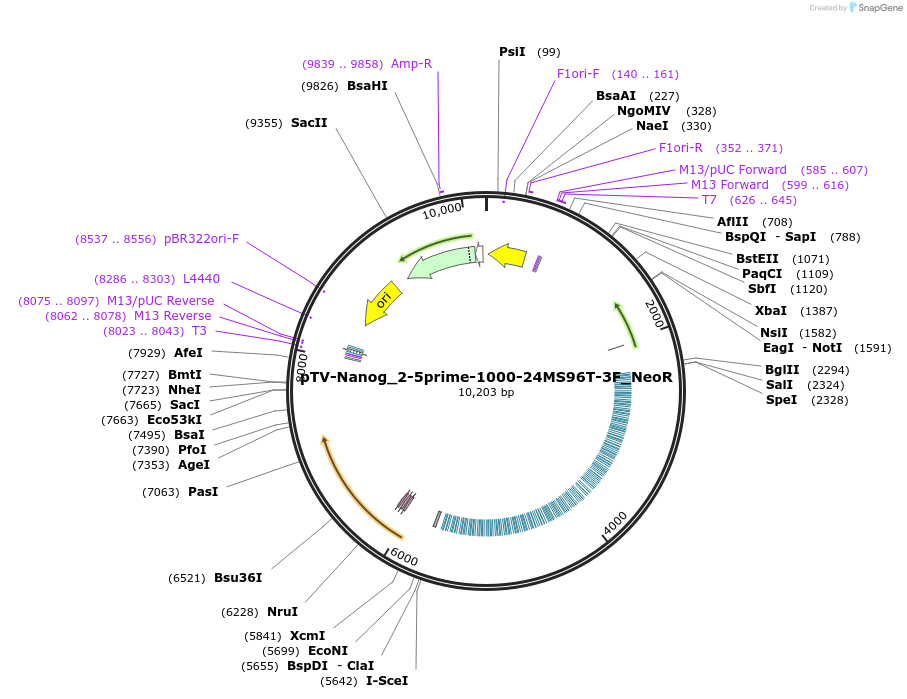 174882-plasmid-map-sequence-id-345235