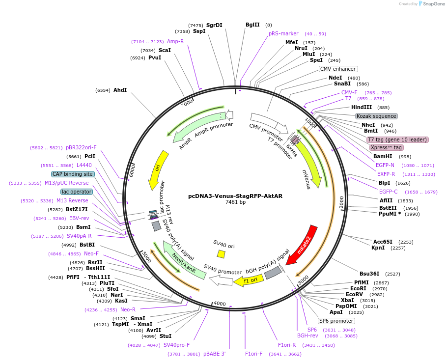 173020-plasmid-map-sequence-id-345236