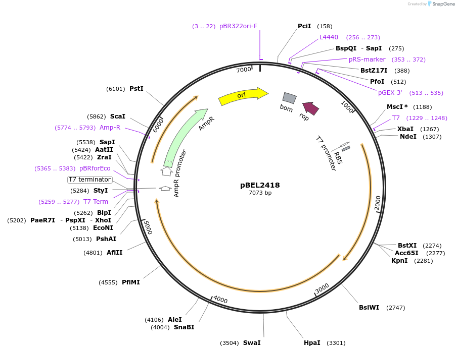 175970-plasmid-map-sequence-id-345243