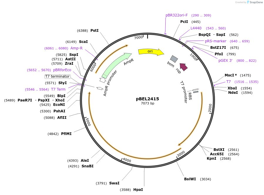 175967-plasmid-map-sequence-id-345251