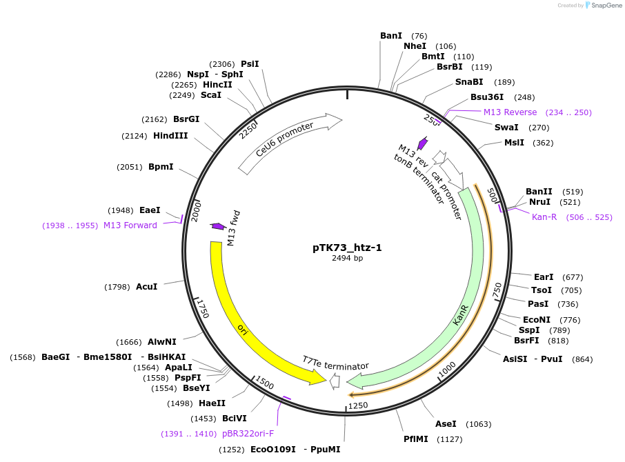 174546-plasmid-map-sequence-id-345252