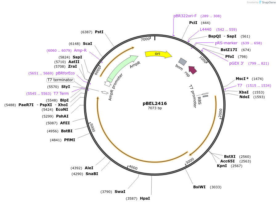 175968-plasmid-map-sequence-id-345253