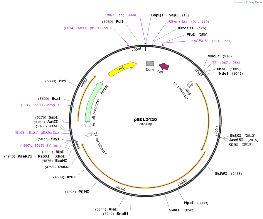 175972-plasmid-map-sequence-id-345255