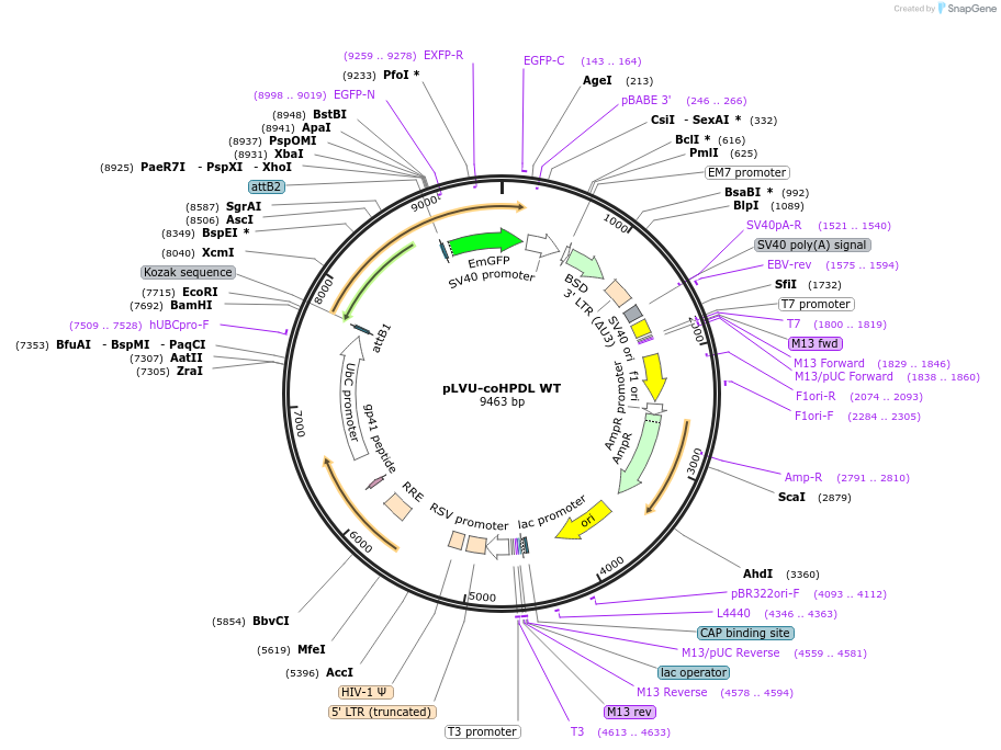 174128-plasmid-map-sequence-id-345258