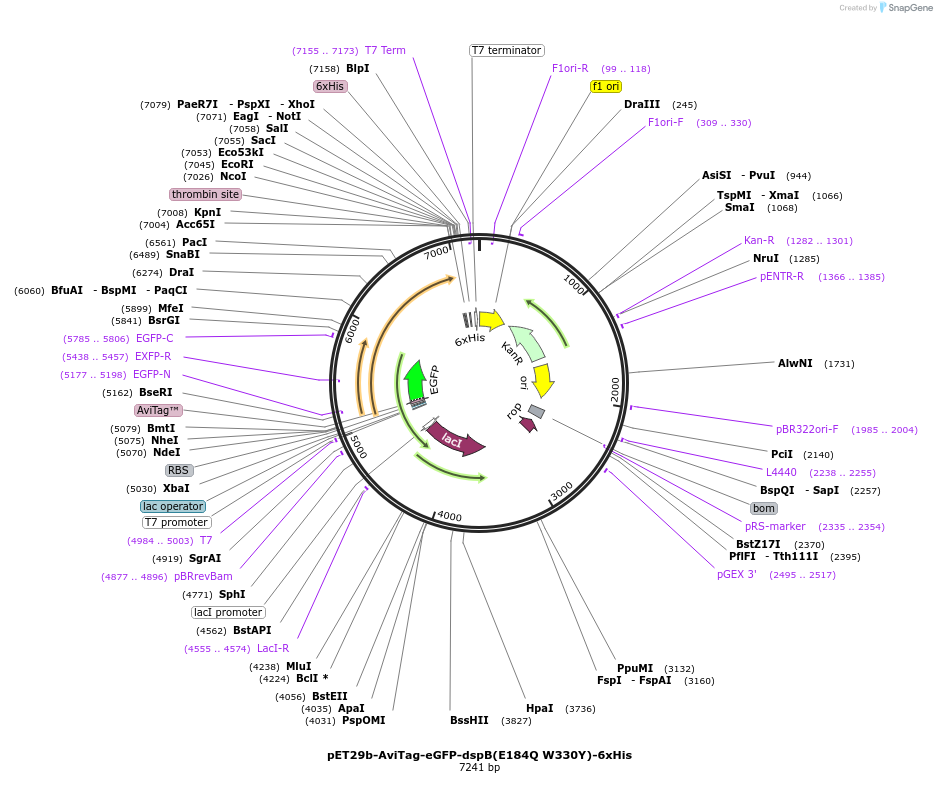 175801-plasmid-map-sequence-id-345278