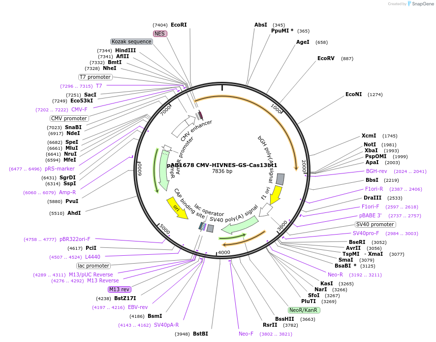 176316-plasmid-map-sequence-id-345283