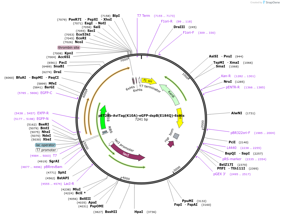 175788-plasmid-map-sequence-id-345285