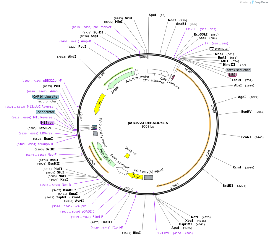 176321-plasmid-map-sequence-id-345288
