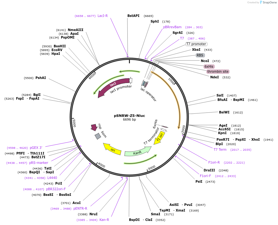 174487-plasmid-map-sequence-id-345291