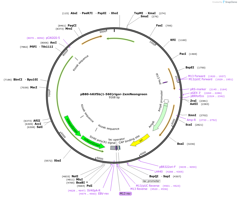174649-plasmid-map-sequence-id-345295
