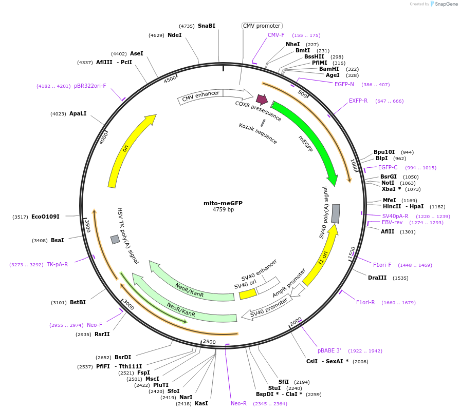 172481-plasmid-map-sequence-id-345344