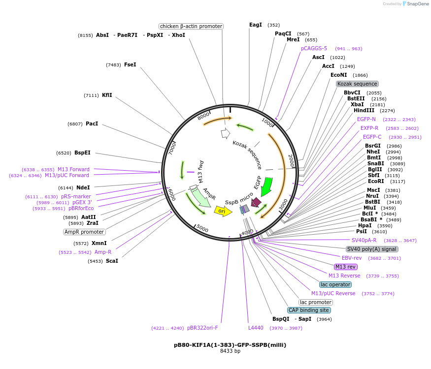 174626-plasmid-map-sequence-id-345348