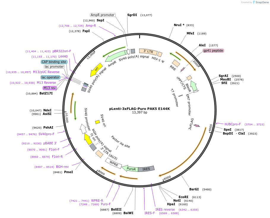 167193-plasmid-map-sequence-id-345349