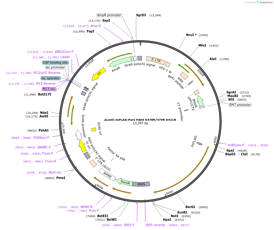 167200-plasmid-map-sequence-id-345351