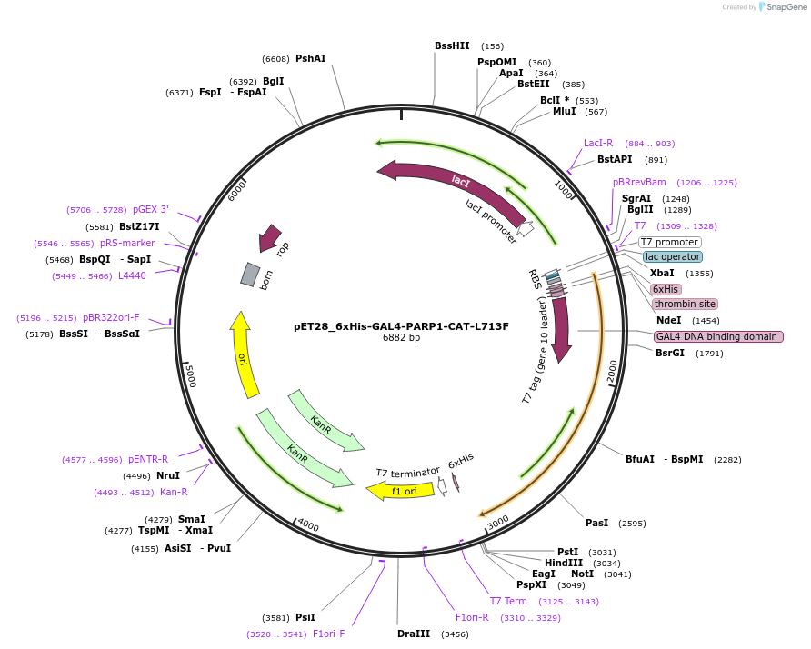 175949-plasmid-map-sequence-id-345352