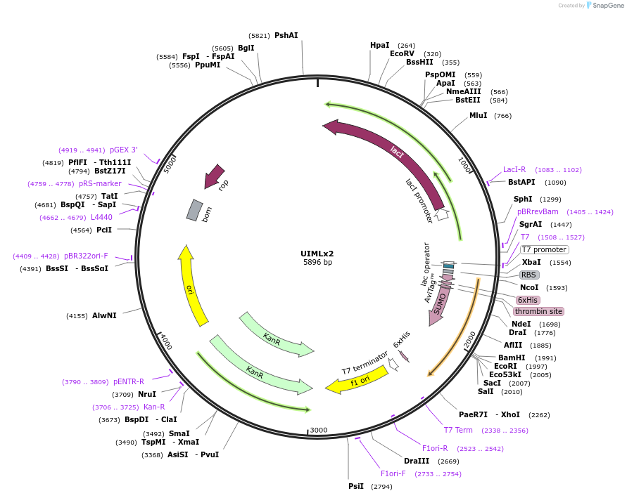 174888-plasmid-map-sequence-id-345354