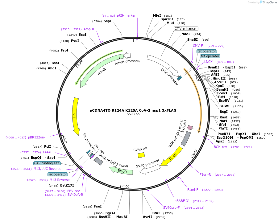 176059-plasmid-map-sequence-id-345356
