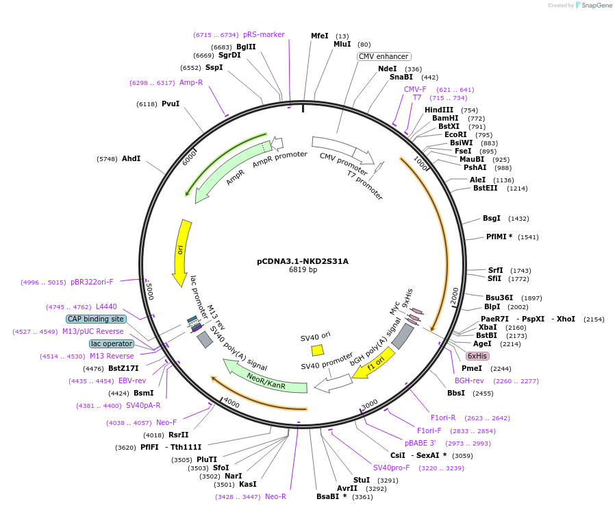 174331-plasmid-map-sequence-id-345365