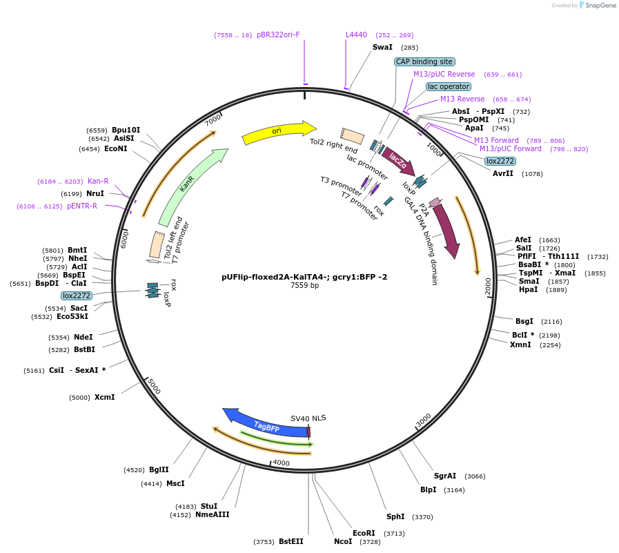 173891-plasmid-map-sequence-id-345368