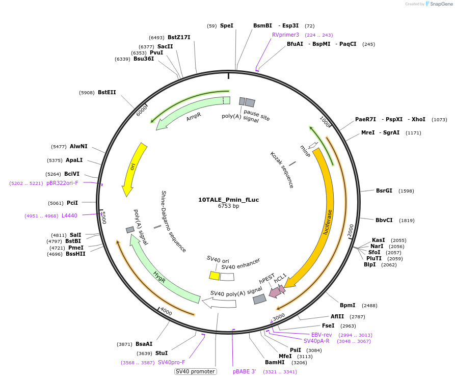 160663-plasmid-map-sequence-id-345378