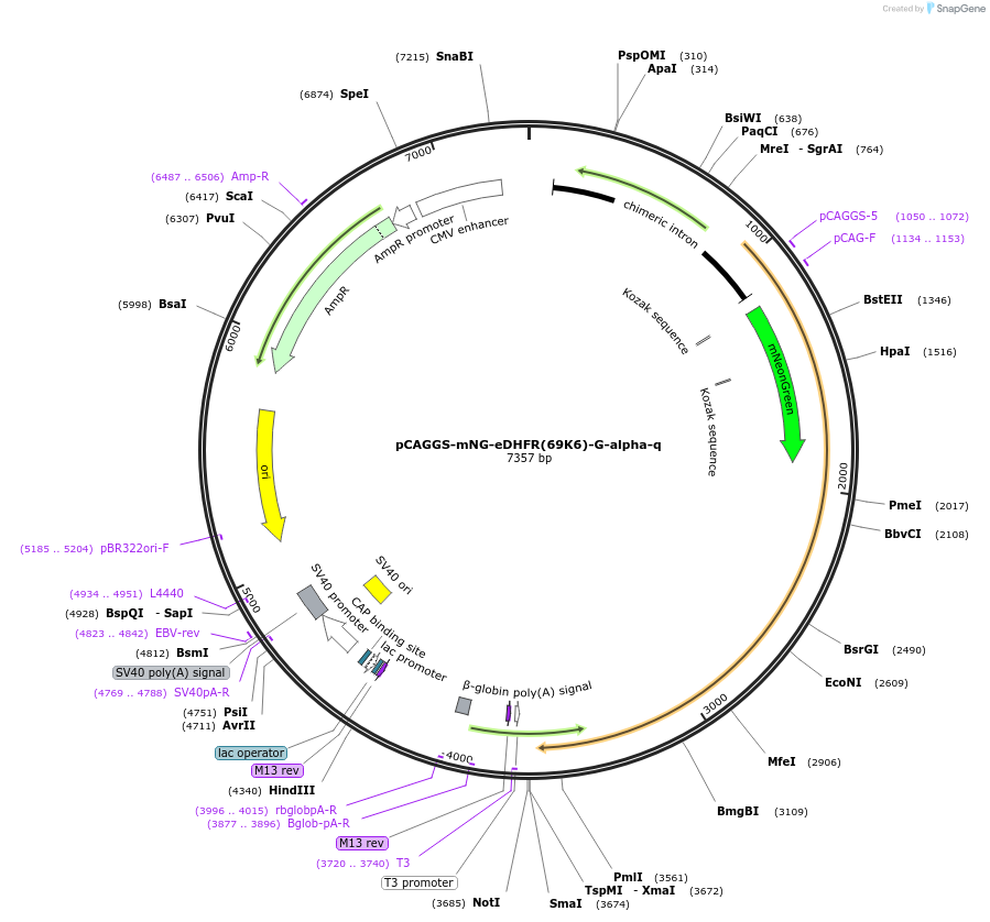 172106-plasmid-map-sequence-id-345379