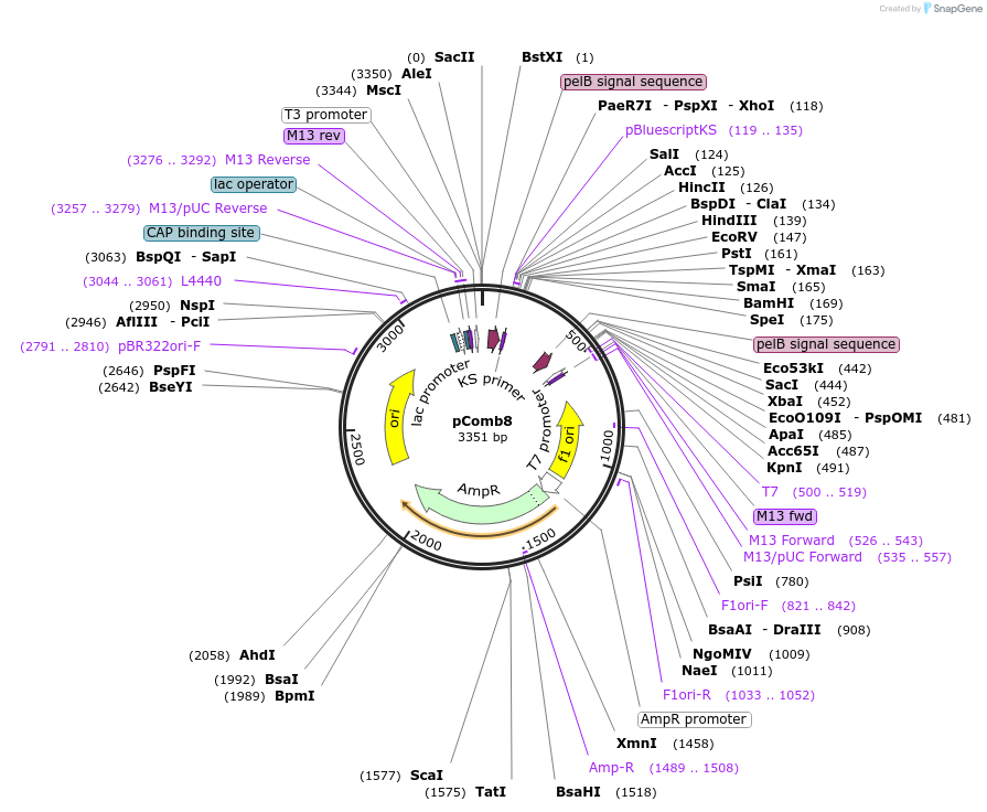 63889-plasmid-map-sequence-id-345380