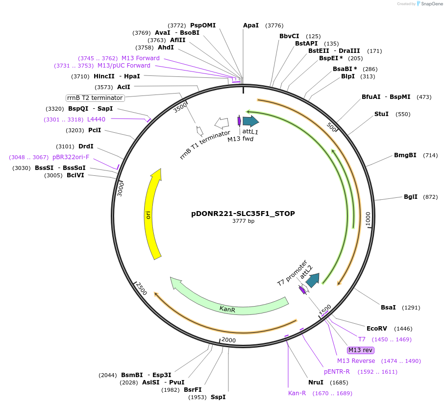 161299-plasmid-map-sequence-id-345388