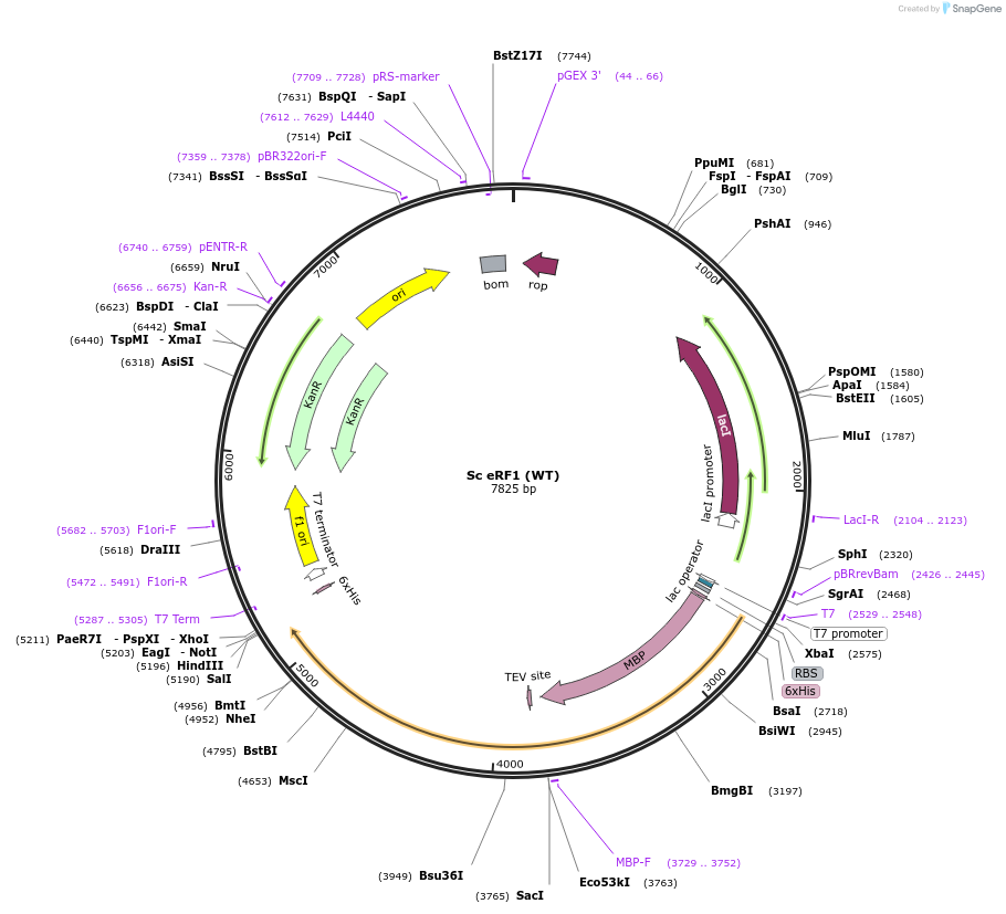 175413-plasmid-map-sequence-id-345392